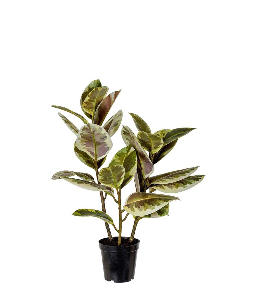 Ficus Elastica