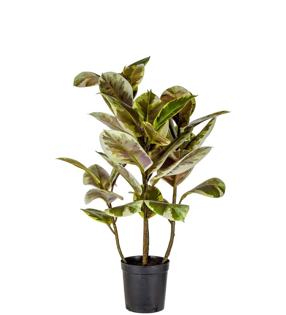 Ficus Elastica
