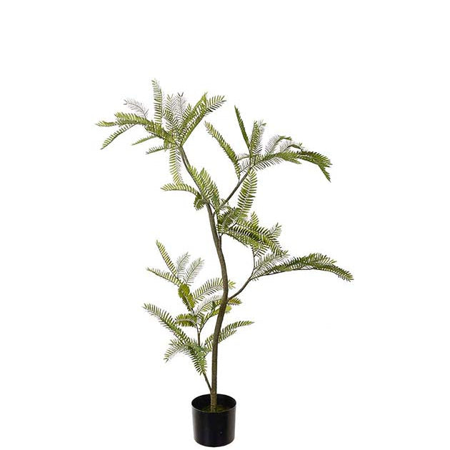 Mimosa Pudica 110 CM