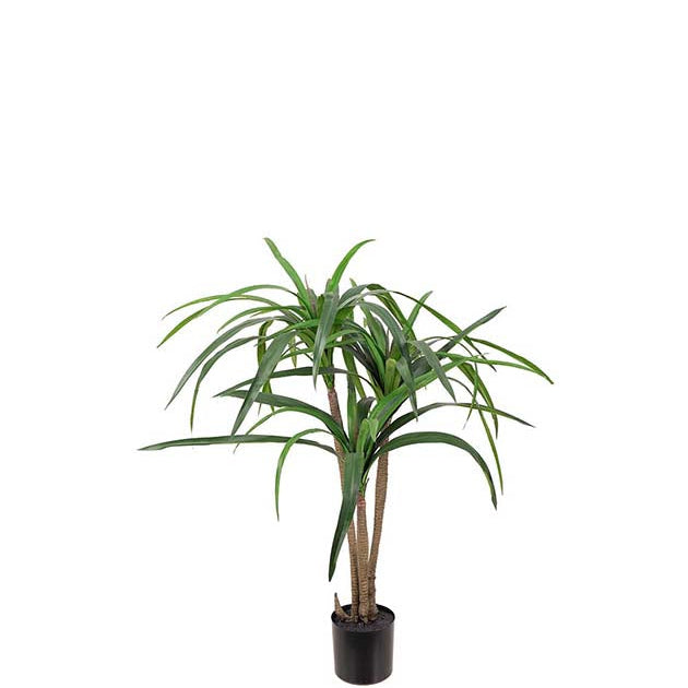 Dracena 90 cm