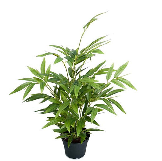 Bambu 35 cm