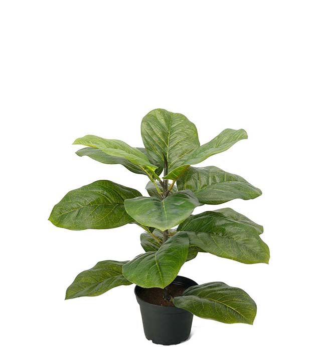 Fiolfikus 40 cm