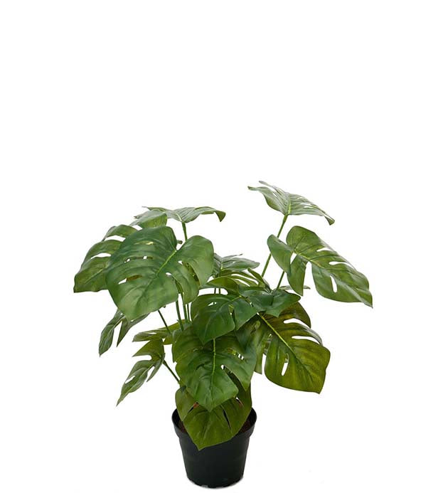 Monstera 30 cm