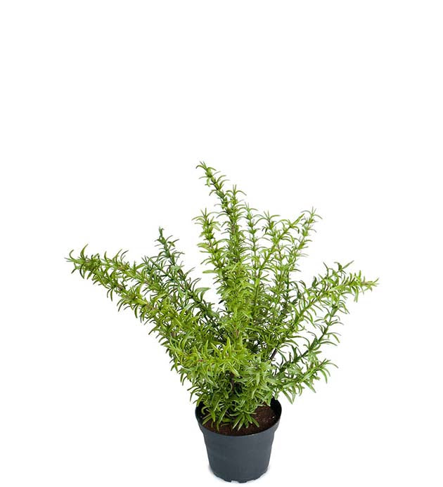Rosmarin 35 cm