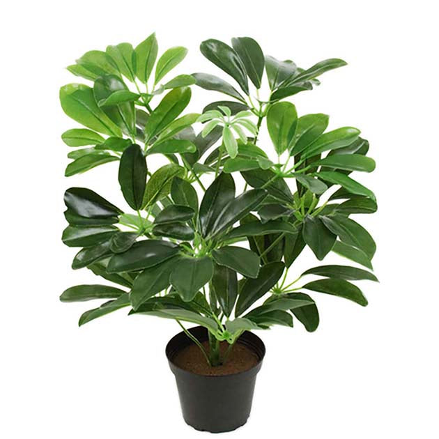 Schefflera 40 cm