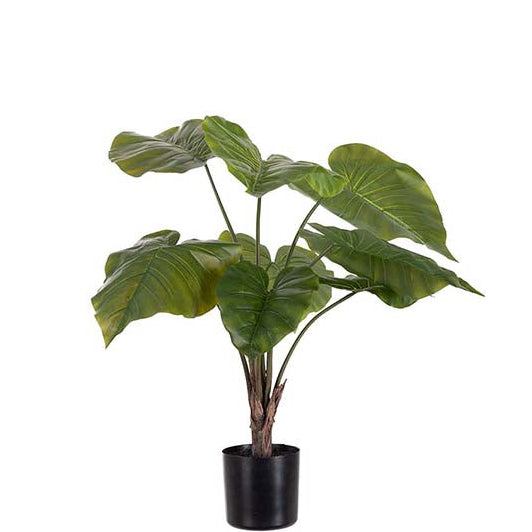 Alocasia 60 cm