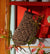 Leopard Oven Mitt
